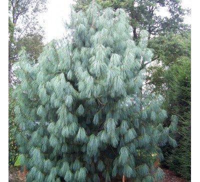 Сосна гималайская (wallichiana (griffithii) С2